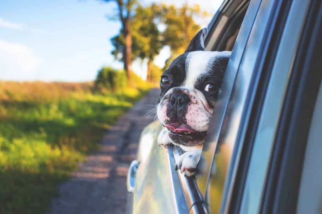 13-car-rentals-that-allow-pets-dogs-conditions-fees-ride-drive